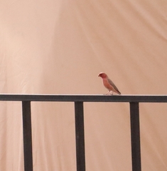 Carpodacus synoicus