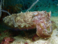 Sepia latimanus