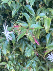 Jasminum multiflorum
