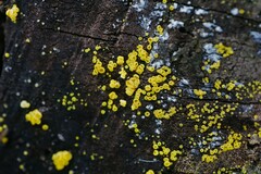 Calycina claroflava
