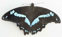 Papilio nireus lyaeus
