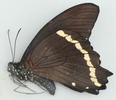 Papilio nireus lyaeus