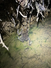 Incilius melanochlorus