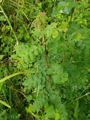 Phyllanthus reticulatus reticulatus