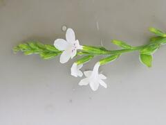 Priva flabelliformis