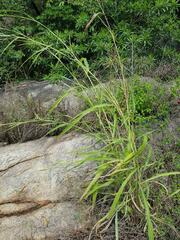 Rottboellia cochinchinensis