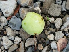 Sclerocarya birrea caffra