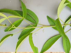 Searsia transvaalensis