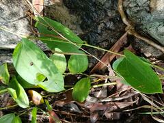 Smilax anceps