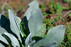 Cynoglossum cheirifolium