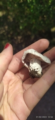 Agaricus campestris