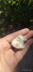 Agaricus campestris