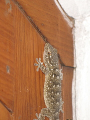 Tarentola mauritanica mauritanica