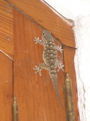 Tarentola mauritanica mauritanica