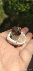 Agaricus campestris