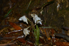 Acanthophippium striatum
