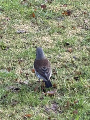 Turdus pilaris