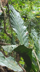 Anthurium schlechtendalii