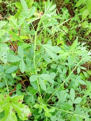 Crotalaria goreensis