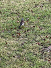 Turdus pilaris