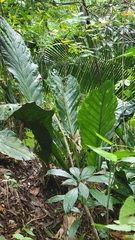 Anthurium schlechtendalii