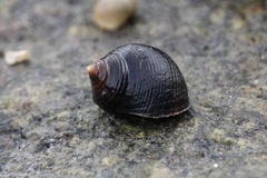 Littorina littorea
