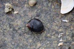Littorina littorea