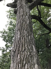Liquidambar styraciflua