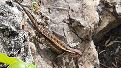 Sceloporus chrysostictus