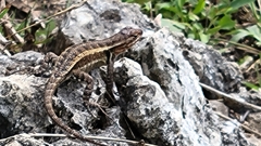 Sceloporus chrysostictus