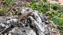 Sceloporus chrysostictus