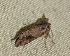 Ctenoplusia accentifera