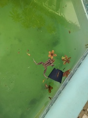 Leptodactylus luctator