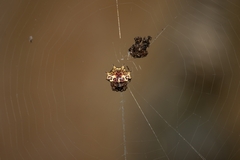Gasteracantha kuhli
