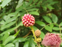 Calliandra tergemina