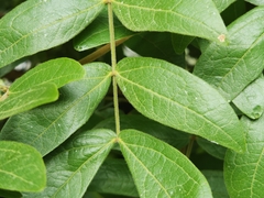 Calliandra tergemina
