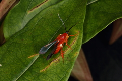 Conopsia bicolor
