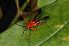 Conopsia bicolor