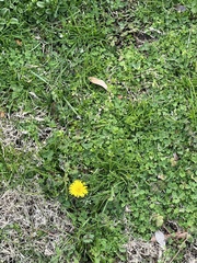 Taraxacum