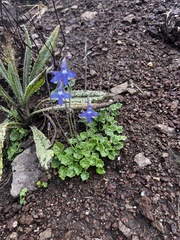 Lobelia preslii