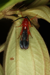 Conopsia bicolor