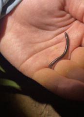 Indotyphlops braminus