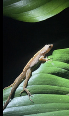 Anolis limifrons