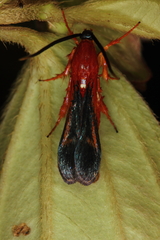 Conopsia bicolor