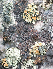 Rhizoplaca chrysoleuca