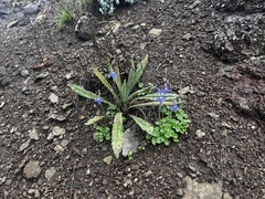 Lobelia preslii