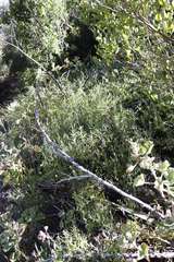 Seriphium cinereum