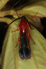 Conopsia bicolor