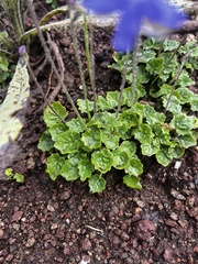 Lobelia preslii