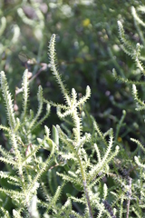 Seriphium cinereum